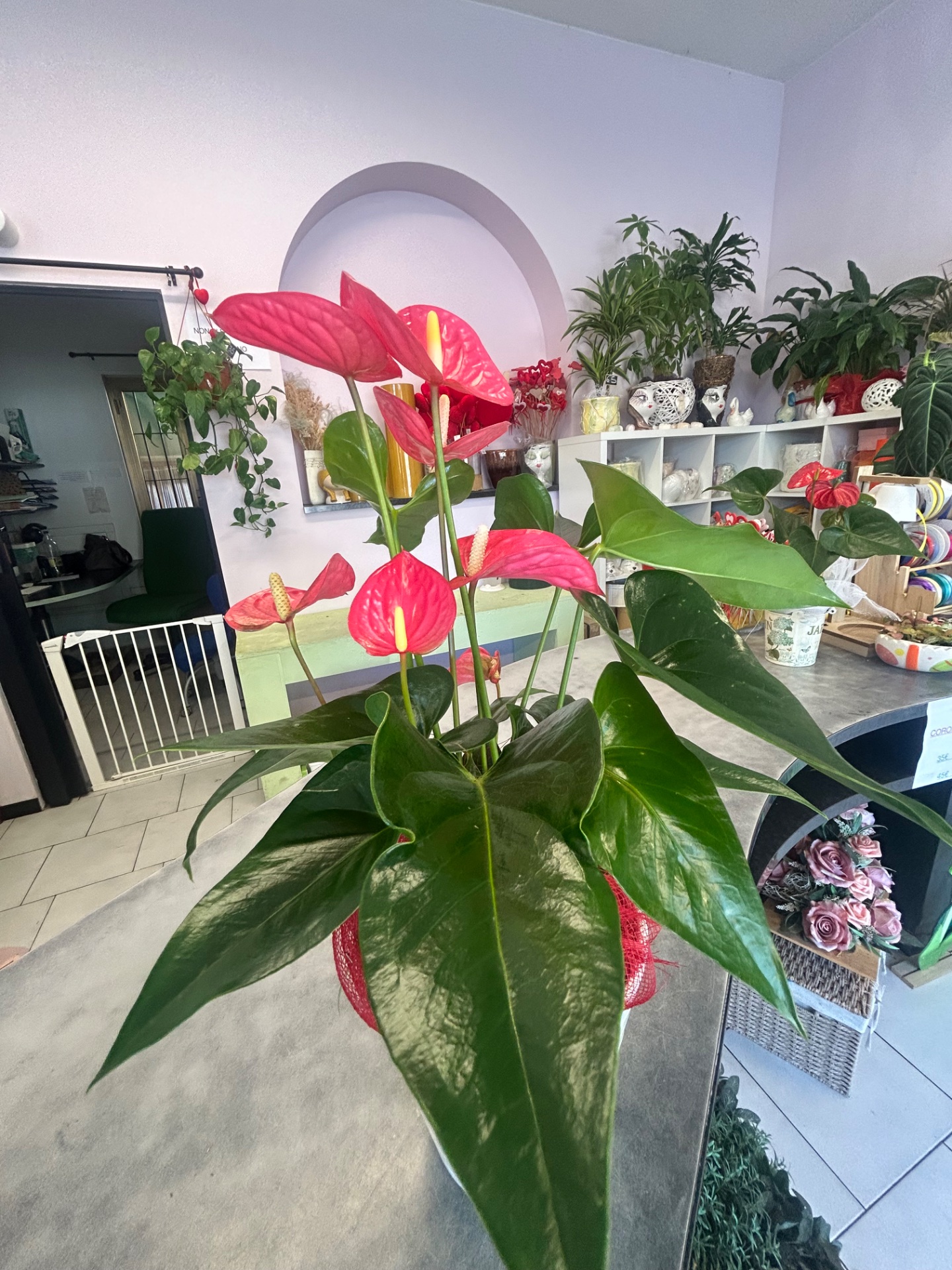 Anthurium con vaso