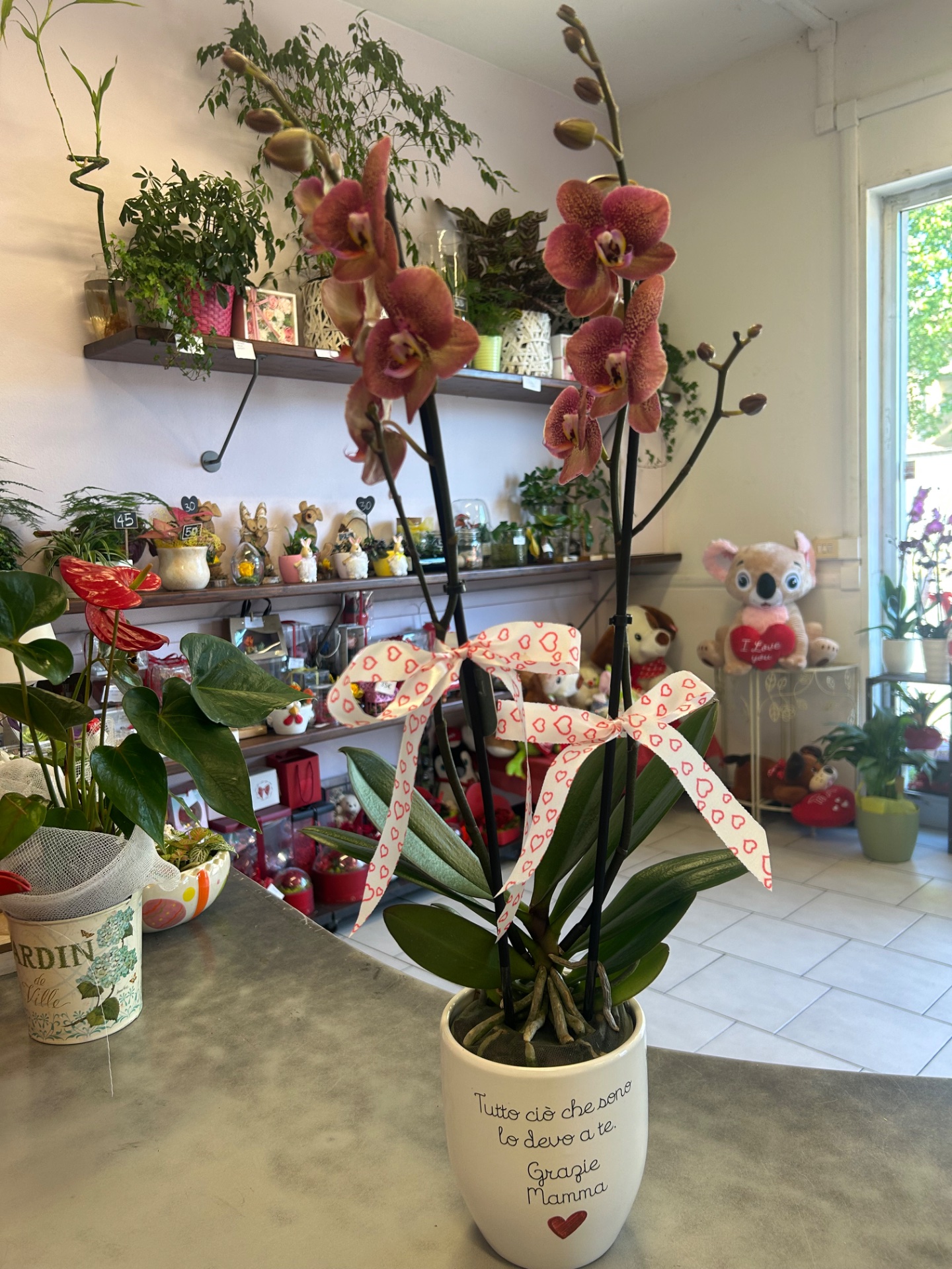 Orchidea con vaso dedicato alla mamma