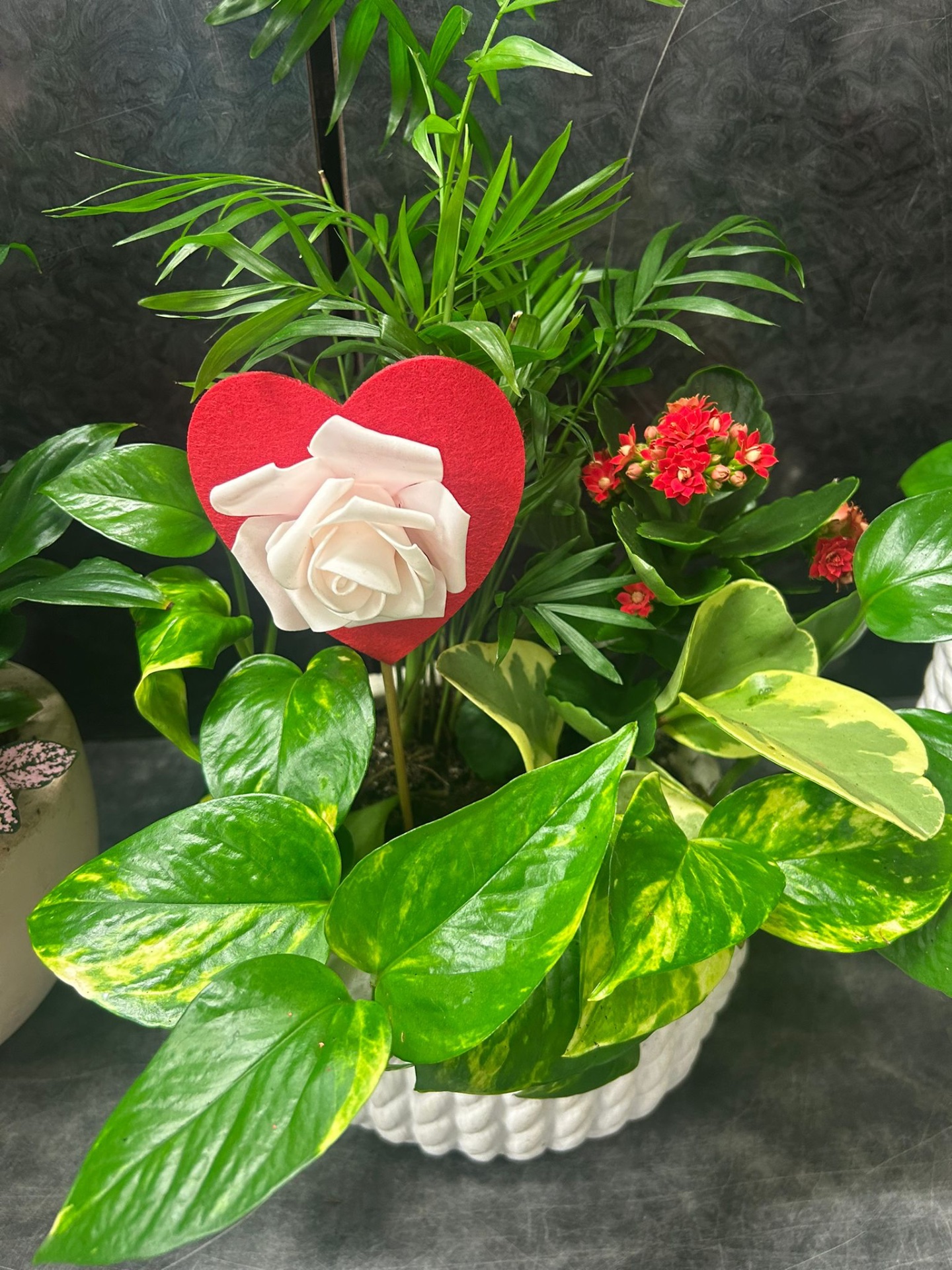 Composizione Calanchoe