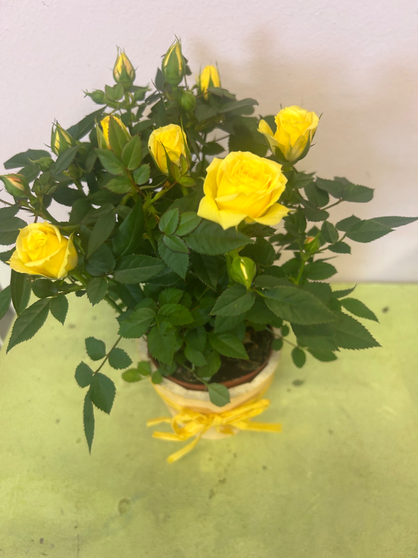 Rosa piccola