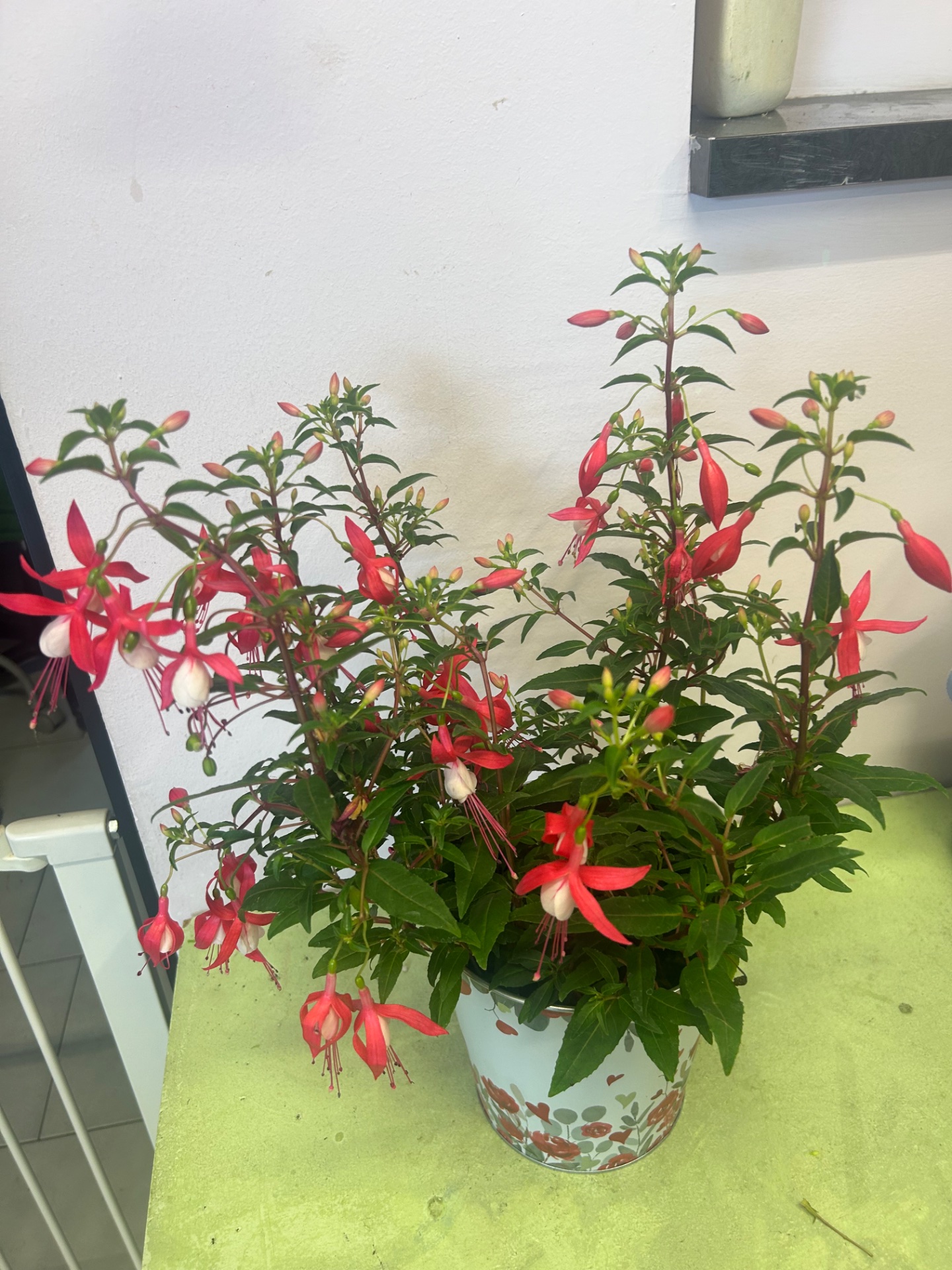Fucsia ( pianta della Ballerina)