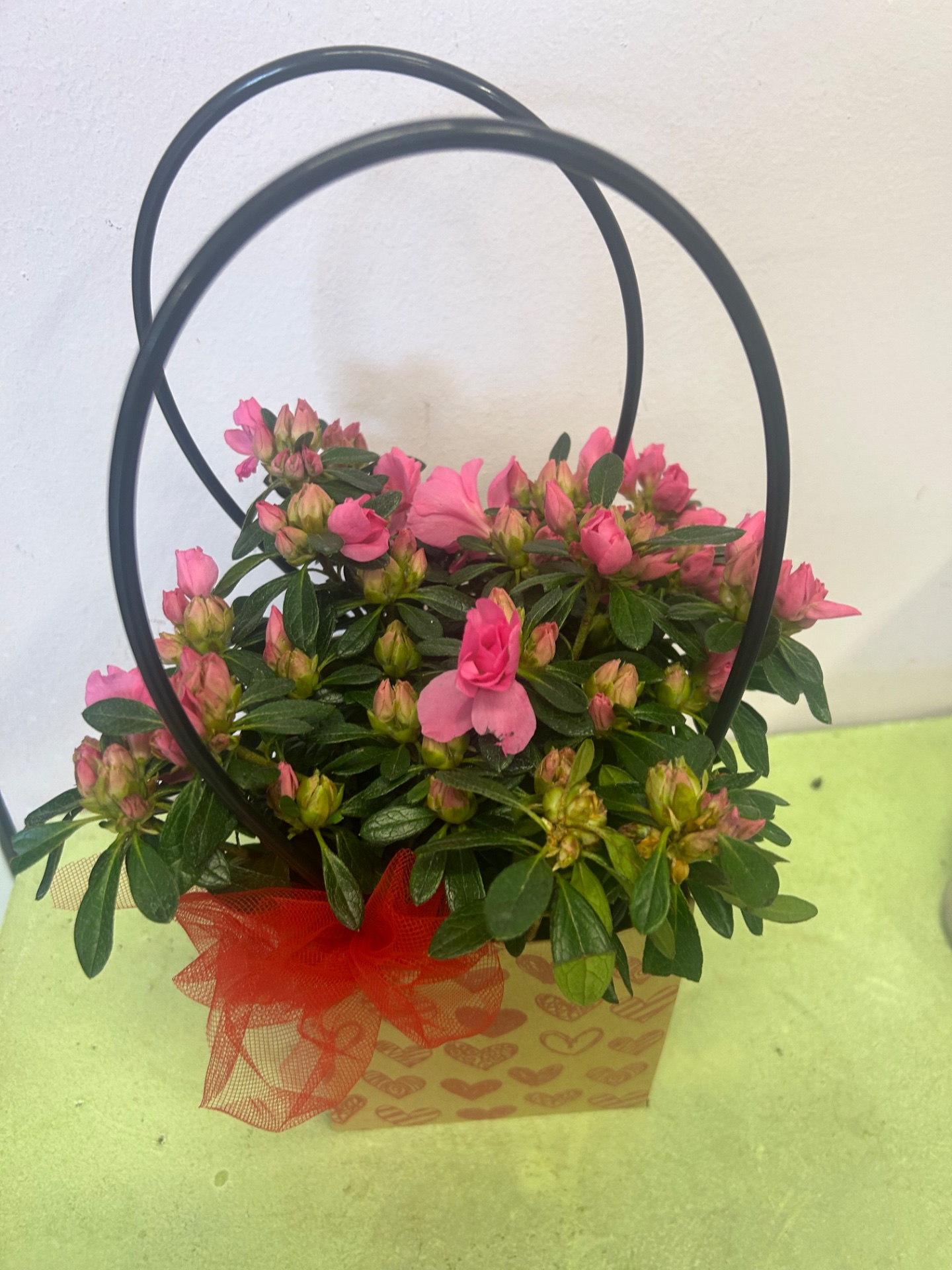 Azalea